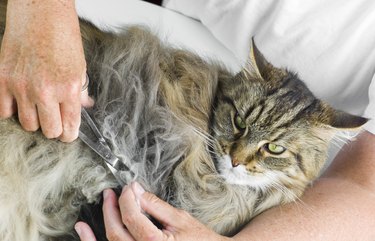 Cutting Matted Fur From a Maine Coon Cat.