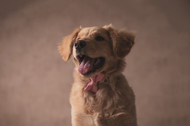 cute little golden retriever dog looking up and sticking out tongue
