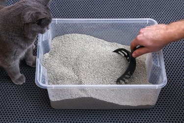 Man cleans the litter box. Hand holds a scoop with lump. Clumping filler.