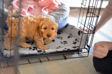 Crate training puppy