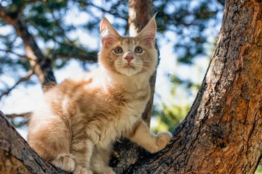 A big white maine coon kitten sitting on a tree.