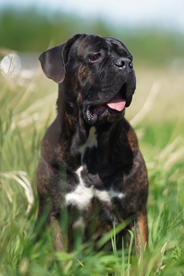 Brindle Cane Corso dog with uncropped ears posing outdoors sitting in a green grass in summer