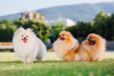 Three Pomeranians - one white, two tan - are sitting on short grass with their mouths open and tongues out.