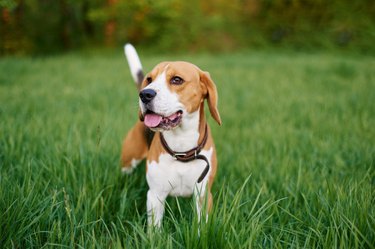 the beagle stands in the grass with his tongue sticking out. Breed dog portrait. Dog on the walk in the park