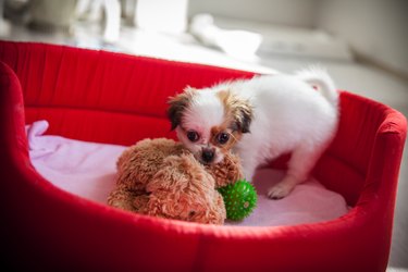 puppy in red dog bed with toys