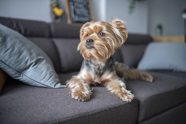 Portrait of cute Yorkshire terrier dog on the sofa.
