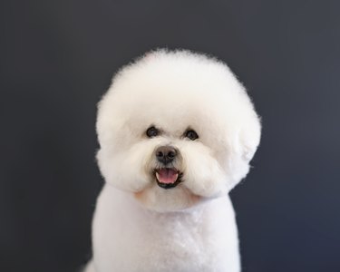 Portrait of a Bichon Frise dog in close-up on a dark background