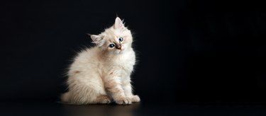 Funny Kitten with bright blue eyes on a black background. Small fluffy kitten of the Neva masquerade cat, subspecies of the Siberian cat