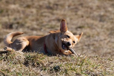 Cute small Rat Terrier Chihuahua mix dog lies in grass and chews wooden stick