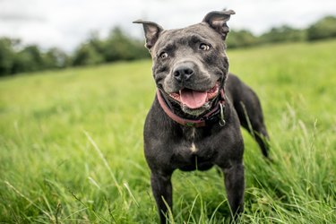 Staffordshire Bull Terrier standing in a green field, United Kingdom, Europe