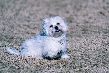 Dog playing at Dog Park