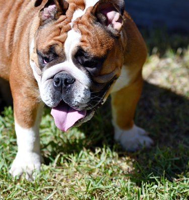 muscular english bulldogs