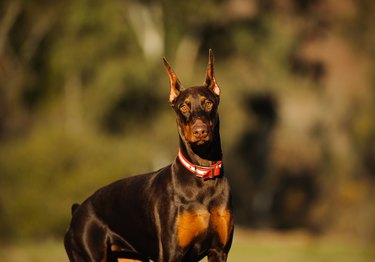 biggest doberman ever