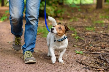 what does it mean to heel a dog