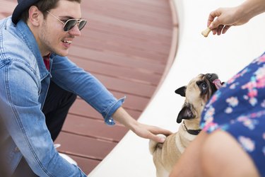 giving a small dog a biscuit