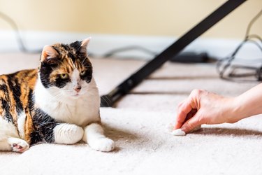 Calico cat guilty face funny humor on carpet inside indoor house home with hairball vomit stain and woman owner cleaning rubbing paper towel on floor