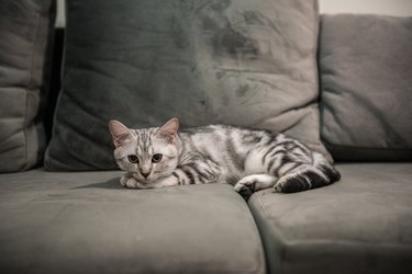 Silver tabby American shorthair cat resting on a gray sofa.