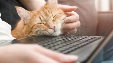 cute ginger cat at a laptop close-up