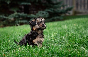 Close up of a cute teacup morkie puppy outside on the grass.