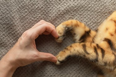 The hand of the girl and the paws of the cat form a symbol of the heart.