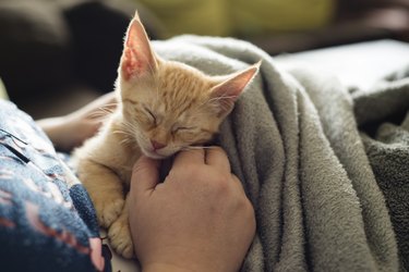 Person holding a tabby kitten with a gray blanket