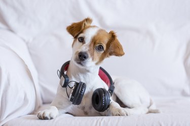 cute young small dog listening sitting on the sofa with headphones. Looking at the camera, pets indoors and music concept