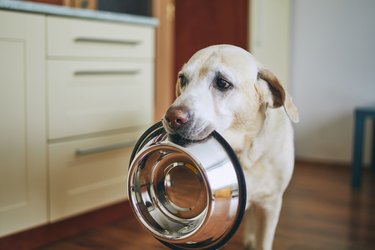 Dog waiting for feeding