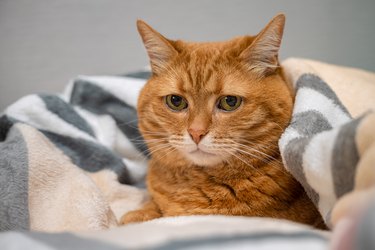 red cat with sad eyes covered with a blanket