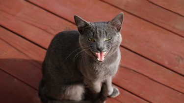 Close-up portrait of gray cat with yellow eyes. The cat is meowing, open mouth, pink tongue and teeth. The muzzle of a gray cat with yellow eyes, a long black mustache, a gray nose. Selective focus.