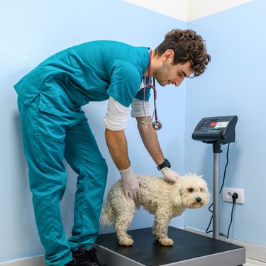 Maltese dog standing on a weight scale at the vet