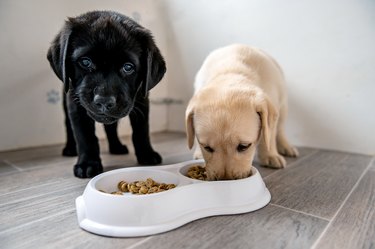 Labrador puppies eating