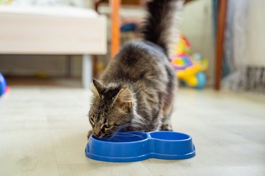 Gray cat eats food