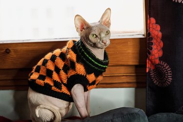 portrait of sphynx hairless cat wearing square coat on sofa