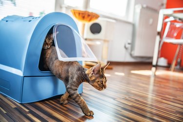 Domestic Cat Stepping Out of Closed Litter Box in Living Room - Stock Photo