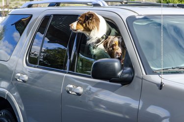 Dogs in a Window