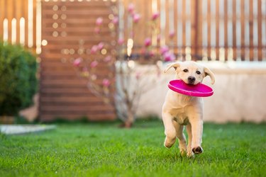 puppy labrador with pink frisbee in mouth on grass