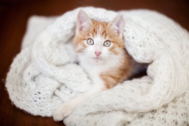 Kitten on a knitted blanket