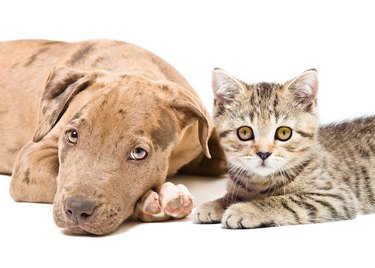 Portrait of a pitbull puppy and kitten Scottish Straight, lying together