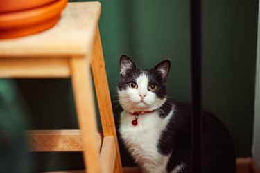 Gray and white cat with a red bell collar sitting on the floor