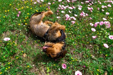 Happy dog enjoy spring lying with flowers.