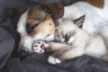 Dog and cat resting together