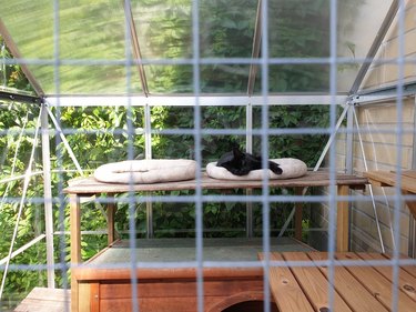 Black cat is relaxing in its outdoor enclosure