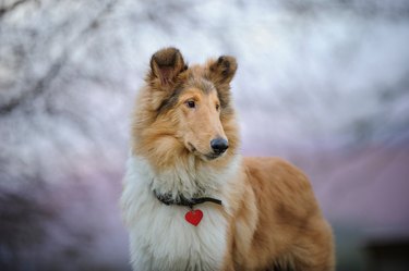 Close-Up Of Contemplative Collie Dog