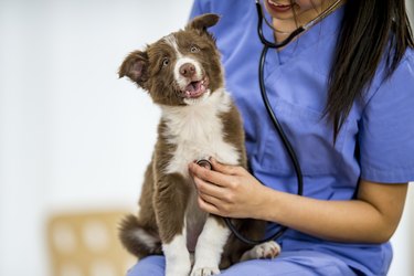 Adorable dog at the vet