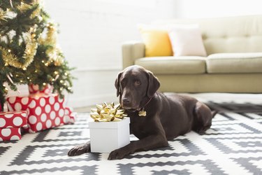 Chocolate Labrador lying on carpet next to Christmas tree