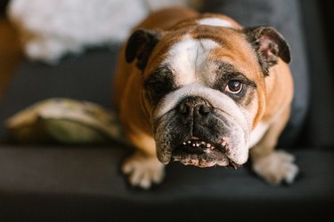 English bulldog looking up in camera