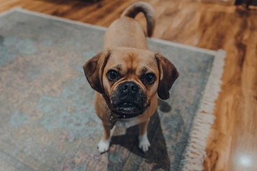 Portrait of a puggle sitting on a floor, looking at the camera.