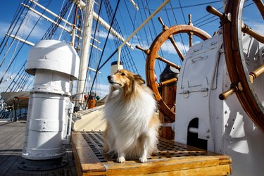 Dog as a captain on a sail ship wooden deck.