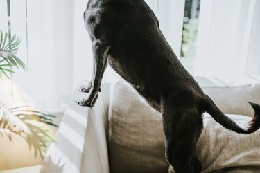 large black dog with paws on seat back