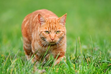 Young orange tomcat stalking in grass